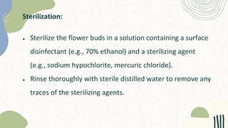 Sterilization:
● Sterilize the flower buds in a solution containing a surface
disinfectant (e.g., 70% ethanol) and a sterilizing agent
(e.g., sodium hypochlorite, mercuric chloride).
● Rinse thoroughly with sterile distilled water to remove any
traces of the sterilizing agents.
 