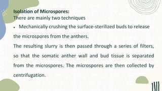 Isolation of Microspores:
There are mainly two techniques
● Mechanically crushing the surface-sterilized buds to release
the microspores from the anthers.
The resulting slurry is then passed through a series of filters,
so that the somatic anther wall and bud tissue is separated
from the microspores. The microspores are then collected by
centrifugation.
 