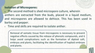 Isolation of Microspores:
● The second method is shed microspore culture, wherein
anthers are extracted from the buds, placed in a liquid medium,
and microspores are allowed to dehisce. This has been used in
barley and pepper.
 Time and skills are required to isolate anther.
Removal of somatic tissue from microspores is necessary to prevent
negative effects caused by the release of phenolic compounds, and it
helps avoid complications such as the formation of diploid calli,
embryos and plants, facilitating the identification of haploid embryos
and plants.
 