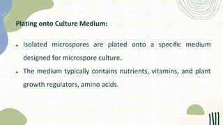 Plating onto Culture Medium:
● Isolated microspores are plated onto a specific medium
designed for microspore culture.
● The medium typically contains nutrients, vitamins, and plant
growth regulators, amino acids.
 