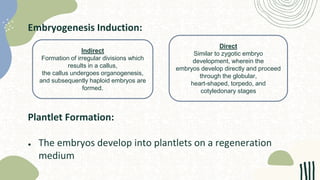Embryogenesis Induction:
Plantlet Formation:
● The embryos develop into plantlets on a regeneration
medium
Indirect
Formation of irregular divisions which
results in a callus,
the callus undergoes organogenesis,
and subsequently haploid embryos are
formed.
Direct
Similar to zygotic embryo
development, wherein the
embryos develop directly and proceed
through the globular,
heart-shaped, torpedo, and
cotyledonary stages
 