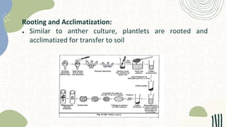 Rooting and Acclimatization:
● Similar to anther culture, plantlets are rooted and
acclimatized for transfer to soil
 