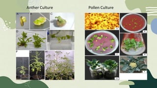 Anther Culture Pollen Culture
 