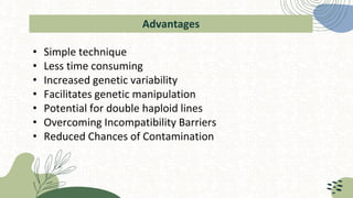 Advantages
• Simple technique
• Less time consuming
• Increased genetic variability
• Facilitates genetic manipulation
• Potential for double haploid lines
• Overcoming Incompatibility Barriers
• Reduced Chances of Contamination
 
