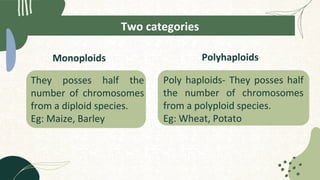 Polyhaploids
Poly haploids- They posses half
the number of chromosomes
from a polyploid species.
Eg: Wheat, Potato
They posses half the
number of chromosomes
from a diploid species.
Eg: Maize, Barley
Monoploids
Two categories
 