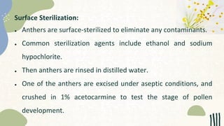 Surface Sterilization:
● Anthers are surface-sterilized to eliminate any contaminants.
● Common sterilization agents include ethanol and sodium
hypochlorite.
● Then anthers are rinsed in distilled water.
● One of the anthers are excised under aseptic conditions, and
crushed in 1% acetocarmine to test the stage of pollen
development.
 