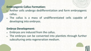 Embryogenic Callus Formation:
● Anther cells undergo dedifferentiation and form embryogenic
callus.
● The callus is a mass of undifferentiated cells capable of
developing into embryos.
Embryo Development:
● Embryos are induced from the callus.
● The embryos can be converted into plantlets through further
subculturing onto regeneration medium.
 