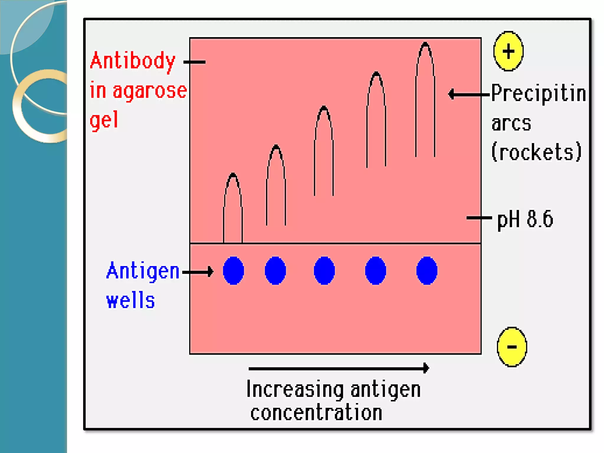 in vitro antigen -antibody reaction (1).pptx