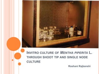 INVITRO CULTURE OF MENTHA PIPERITA L.
THROUGH SHOOT TIP AND SINGLE NODE
CULTURE
Roshani Rajbanshi
 
