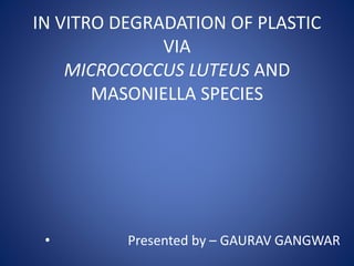 IN VITRO DEGRADATION OF PLASTIC
VIA
MICROCOCCUS LUTEUS AND
MASONIELLA SPECIES
• Presented by – GAURAV GANGWAR
 