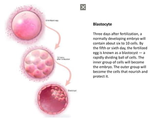 Blastocyte
Three days after fertilization, a
normally developing embryo will
contain about six to 10 cells. By
the fifth or sixth day, the fertilized
egg is known as a blastocyst — a
rapidly dividing ball of cells. The
inner group of cells will become
the embryo. The outer group will
become the cells that nourish and
protect it.
 