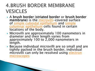  A brush border (striated border or brush border
membrane) is the microvilli-covered surface
of simple cuboidal epithelium and simple
columnar epithelium cells found in certain
locations of the body.
 Microvilli are approximately 100 nanometers in
diameter and their length varies from
approximately 100 to 2,000 nanometers in
length.
 Because individual microvilli are so small and are
tightly packed in the brush border, individual
microvilli can only be resolved using electron
microscopes
 