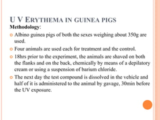 U V ERYTHEMA IN GUINEA PIGS 
Methodology: 
 Albino guinea pigs of both the sexes weighing about 350g are 
used. 
 Four animals are used each for treatment and the control. 
 18hrs prior to the experiment, the animals are shaved on both 
the flanks and on the back, chemically by means of a depilatory 
cream or using a suspension of barium chloride. 
 The next day the test compound is dissolved in the vehicle and 
half of it is administered to the animal by gavage, 30min before 
the UV exposure. 
 