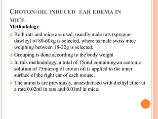 CROTON-OIL INDUCED EAR EDEMA IN 
MICE 
Methodology: 
 Both rats and mice are used, usually male rats (sprague-dawley) 
of 80-60kg is selected, where as male swiss mice 
weighing between 18-22g is selected. 
 Grouping is done according to the body weight 
 In this methodology, a total of 15mul containing an acetonic 
solution of 75microg of croton oil is applied to the inner 
surface of the right ear of each mouse. 
 The animals are previously, anaesthetised with diethyl ether at 
a rate 0.02ml in rats and 0.01ml in mice. 
 