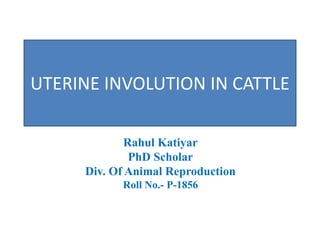 UTERINE INVOLUTION IN CATTLE
Rahul Katiyar
PhD Scholar
Div. Of Animal Reproduction
Roll No.- P-1856
 