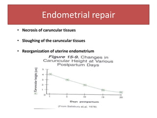 Endometrial repair
• Necrosis of caruncular tissues
• Sloughing of the caruncular tissues
• Reorganization of uterine endometrium
 
