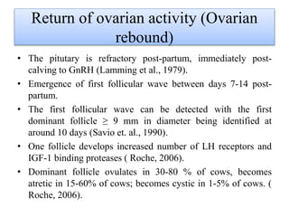 Return of ovarian activity (Ovarian
rebound)
• The pitutary is refractory post-partum, immediately post-
calving to GnRH (Lamming et al., 1979).
• Emergence of first follicular wave between days 7-14 post-
partum.
• The first follicular wave can be detected with the first
dominant follicle ≥ 9 mm in diameter being identified at
around 10 days (Savio et. al., 1990).
• One follicle develops increased number of LH receptors and
IGF-1 binding proteases ( Roche, 2006).
• Dominant follicle ovulates in 30-80 % of cows, becomes
atretic in 15-60% of cows; becomes cystic in 1-5% of cows. (
Roche, 2006).
 