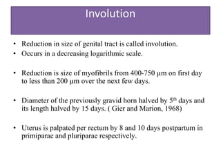 Involution
• Reduction in size of genital tract is called involution.
• Occurs in a decreasing logarithmic scale.
• Reduction is size of myofibrils from 400-750 µm on first day
to less than 200 µm over the next few days.
• Diameter of the previously gravid horn halved by 5th days and
its length halved by 15 days. ( Gier and Marion, 1968)
• Uterus is palpated per rectum by 8 and 10 days postpartum in
primiparae and pluriparae respectively.
 