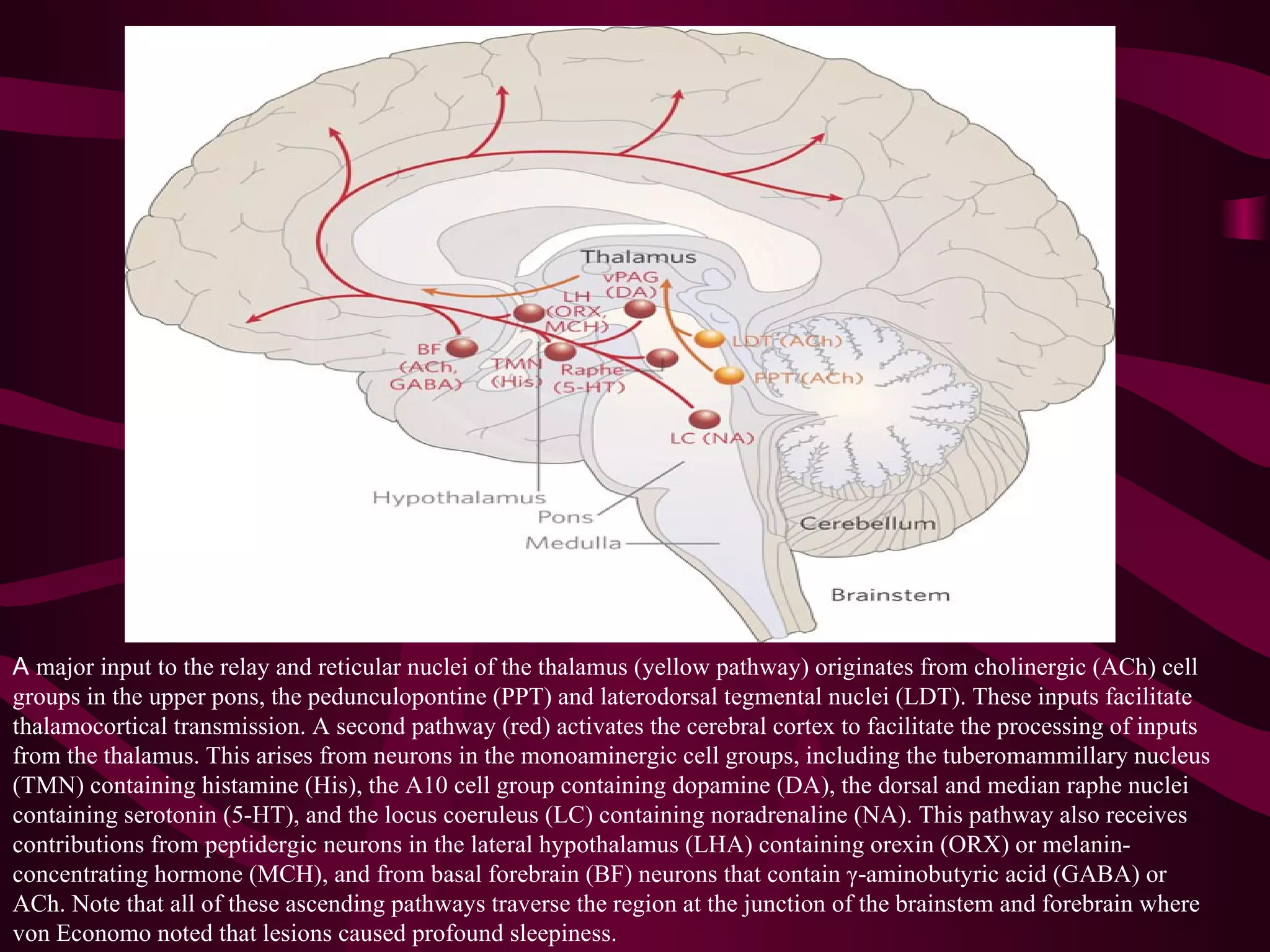 A major input to the relay and reticular nuclei of the thalamus (yellow pathway) originates from cholinergic (ACh) cell
groups in the upper pons, the pedunculopontine (PPT) and laterodorsal tegmental nuclei (LDT). These inputs facilitate
thalamocortical transmission. A second pathway (red) activates the cerebral cortex to facilitate the processing of inputs
from the thalamus. This arises from neurons in the monoaminergic cell groups, including the tuberomammillary nucleus
(TMN) containing histamine (His), the A10 cell group containing dopamine (DA), the dorsal and median raphe nuclei
containing serotonin (5-HT), and the locus coeruleus (LC) containing noradrenaline (NA). This pathway also receives
contributions from peptidergic neurons in the lateral hypothalamus (LHA) containing orexin (ORX) or melanin-
concentrating hormone (MCH), and from basal forebrain (BF) neurons that contain γ-aminobutyric acid (GABA) or
ACh. Note that all of these ascending pathways traverse the region at the junction of the brainstem and forebrain where
von Economo noted that lesions caused profound sleepiness.
 