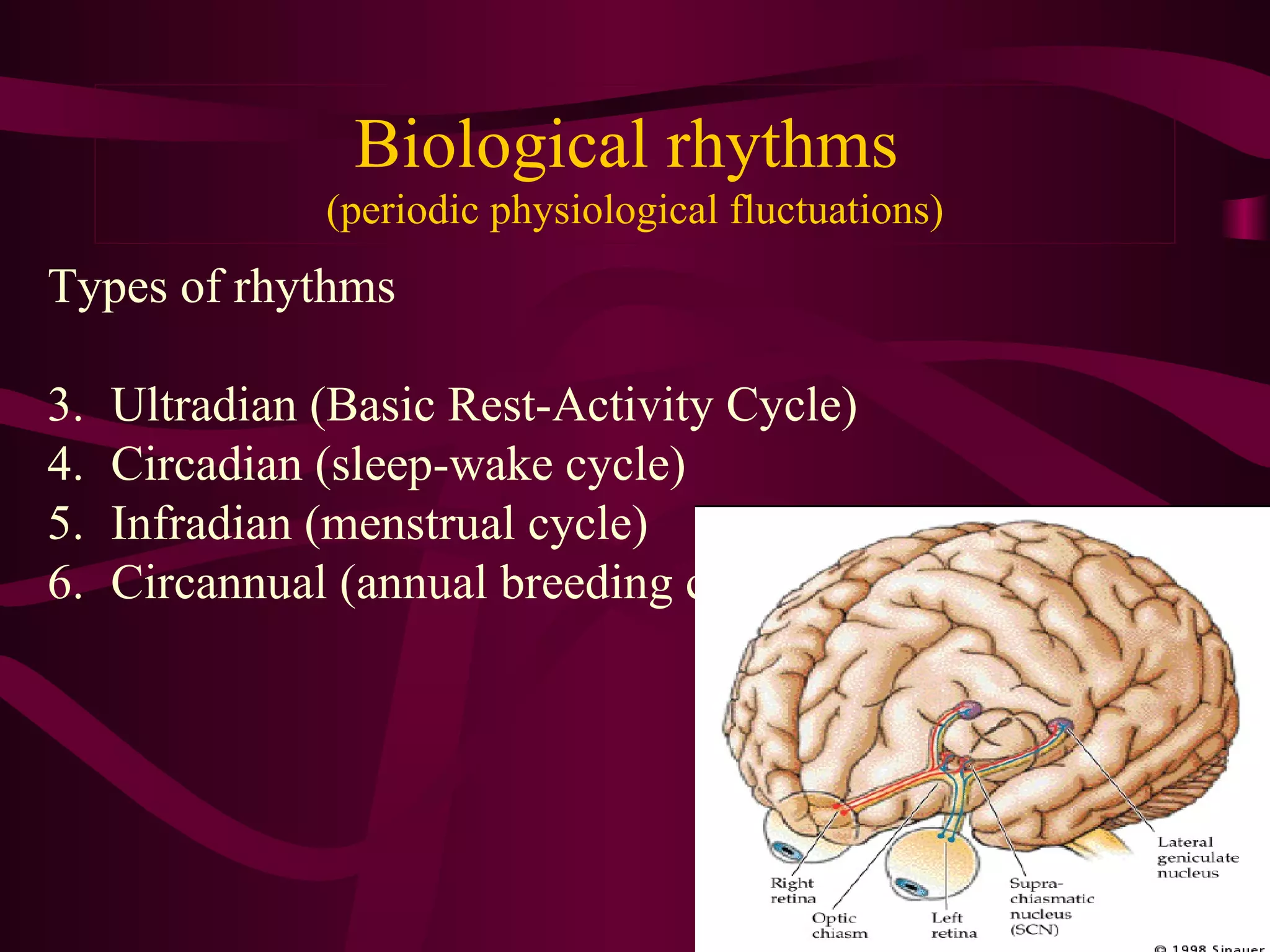 Biological rhythms
               (periodic physiological fluctuations)
Types of rhythms

3.   Ultradian (Basic Rest-Activity Cycle)
4.   Circadian (sleep-wake cycle)
5.   Infradian (menstrual cycle)
6.   Circannual (annual breeding cycles)
 