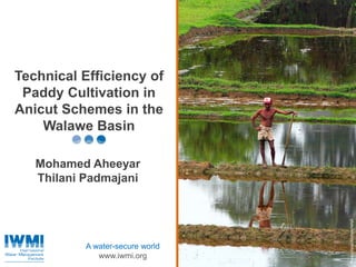Photo:DavidMolden/IWMI
A water-secure world
www.iwmi.org
Technical Efficiency of
Paddy Cultivation in
Anicut Schemes in the
Walawe Basin
Mohamed Aheeyar
Thilani Padmajani
 