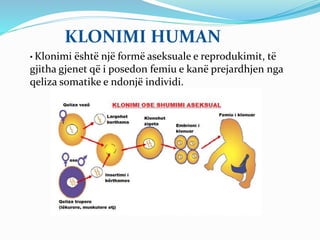KLONIMI HUMAN 
• Klonimi është një formë aseksuale e reprodukimit, të 
gjitha gjenet që i posedon femiu e kanë prejardhjen nga 
qeliza somatike e ndonjë individi. 
 