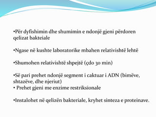 •Për dyfishimin dhe shumimin e ndonjë gjeni përdoren 
qelizat bakteiale 
•Ngase në kushte laboratorike mbahen relativishtë lehtë 
•Shumohen relativishtë shpejtë (çdo 30 min) 
•Së pari prehet ndonjë segment i caktuar i ADN (bimëve, 
shtazëve, dhe njeriut) 
• Prehet gjeni me enzime restriksionale 
•Instalohet në qelizën bakteriale, kryhet sinteza e proteinave. 
 