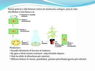 Pastaj qelizat e tilla bimore rriten në mediumin ushqyes prej të ciles 
zhvillohet e tërë bima e re. 
Përdorimi : 
• Kundër dëmtimit të larvave të isekteve, 
• Ky gjen e bënë misrin rezistent ndaj krimbit shpues, 
• Nuk ka efekt të dëmshem për njerëzit , 
• Miliona hektar të misrit, pambukut, patates përmbajnë gjenin për toksinë. 
 