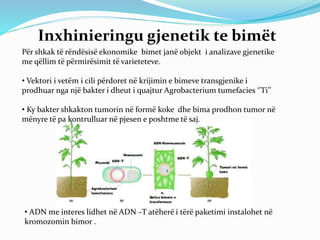 Inxhinieringu gjenetik te bimët 
Për shkak të rëndësisë ekonomike bimet janë objekt i analizave gjenetike 
me qëllim të përmirësimit të varieteteve. 
• Vektori i vetëm i cili përdoret në krijimin e bimeve transgjenike i 
prodhuar nga një bakter i dheut i quajtur Agrobacterium tumefacies ‘’Ti’’ 
• Ky bakter shkakton tumorin në formë koke dhe bima prodhon tumor në 
mënyre të pa kontrulluar në pjesen e poshtme të saj. 
• ADN me interes lidhet në ADN –T atëherë i tërë paketimi instalohet në 
kromozomin bimor . 
 