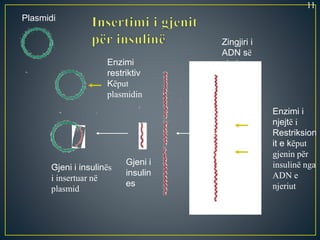 Plasmidi
Enzimi
restriktiv
Këput
plasmidin
Enzimi i
njejtë i
Restriksion
it e këput
gjenin për
insulinë nga
ADN e
njeriut
Zingjiri i
ADN së
njeriut
Gjeni i
insulin
es
Gjeni i insulinës
i insertuar në
plasmid
11
 