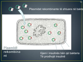 Plasmidet rekombinante të shtuara në bakte
Gjeni i insulinës bën që bakteria
Të prodhojë insulinë
12
 