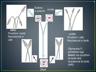 HHrr
Prodhim i lartë
Rezistencë e
ulët
Kokrra
e polenit
ovula
hhRR
Prodhim i ulët
Rezistencë e lartë
Gjenerata F1
përbëhet nga
bimët me prodhim
të lartë dhe
rezistencë të lartë
(HR)
Zigot
4
 