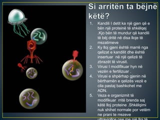 1. Kandili I detit ka një gjen që e
bën një proteinë të shkëlqej
.Kjo bën të mundur që kandili
të bëj dritë në disa lloje të
rrezatimeve
2. Ky lloj gjeni është marrë nga
qelizat e kandilit dhe është
insertuar në një qelizë të
zbrazët të virusit.
3. Virusi I modifikuar hyn në
vezën e fertilizuar .
4. Virusi e shpërhap gjenin në
bërthamën e qelizës vezë e
cila pastaj bashkohet me
ADN.
5. Veza e organizmit të
modifikuar rritë brenda saj
këtë lloj proteine .Shkëlqimi
nuk shihet normale por vetëm
ne prani te rrezeve
Virus
Jellyfish cell
Mouse
cell
Virus
inserting their
DNA into a
cell
 