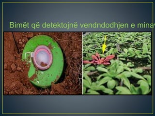 Bimët që detektojnë vendndodhjen e minav
 