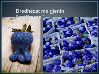 Dredhëzat me gjenin
“antifreeze”
 