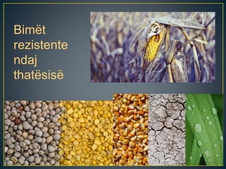 Bimët
rezistente
ndaj
thatësisë
 