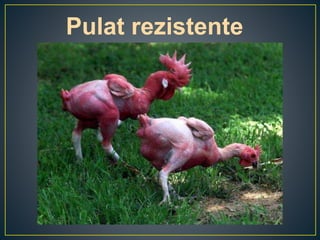Pulat rezistente
 