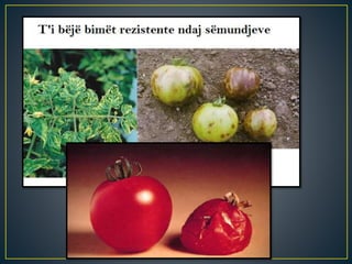Inxhinieringu gjenetik  