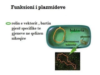 Inxhinieringu gjenetik  
