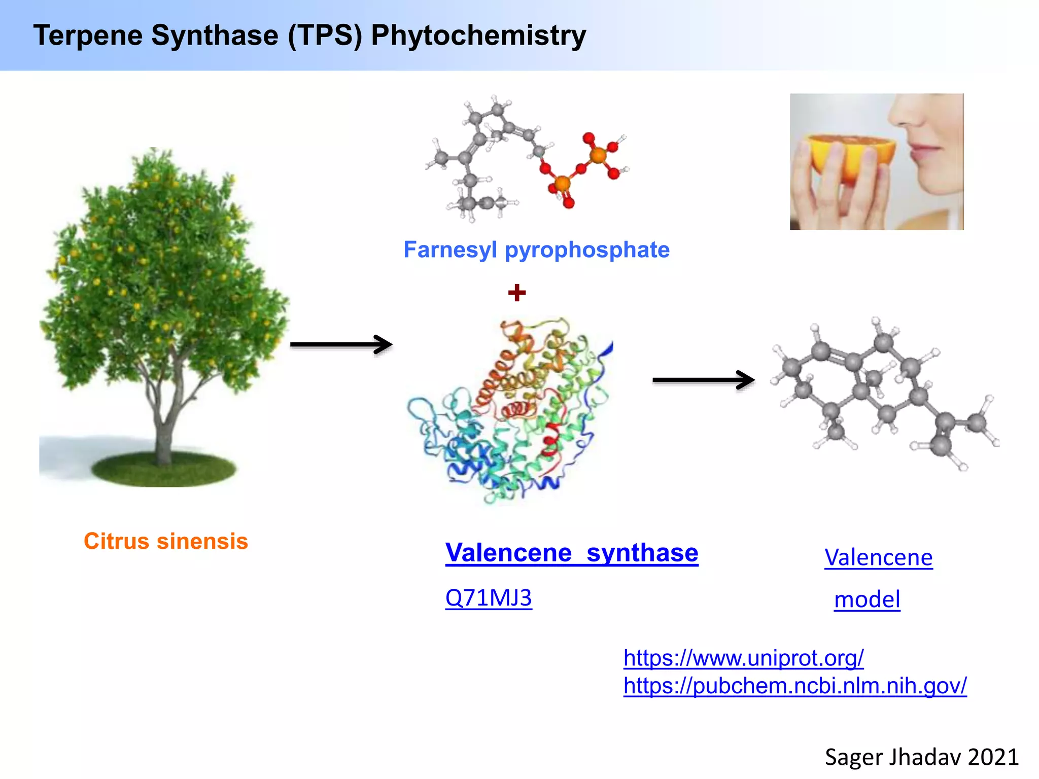 Citrus sinensis
+
Farnesyl pyrophosphate
https://www.uniprot.org/
https://pubchem.ncbi.nlm.nih.gov/
Terpene Synthase (TPS) Phytochemistry
Valencene
Valencene_synthase
Sager Jhadav 2021
Q71MJ3 model
 