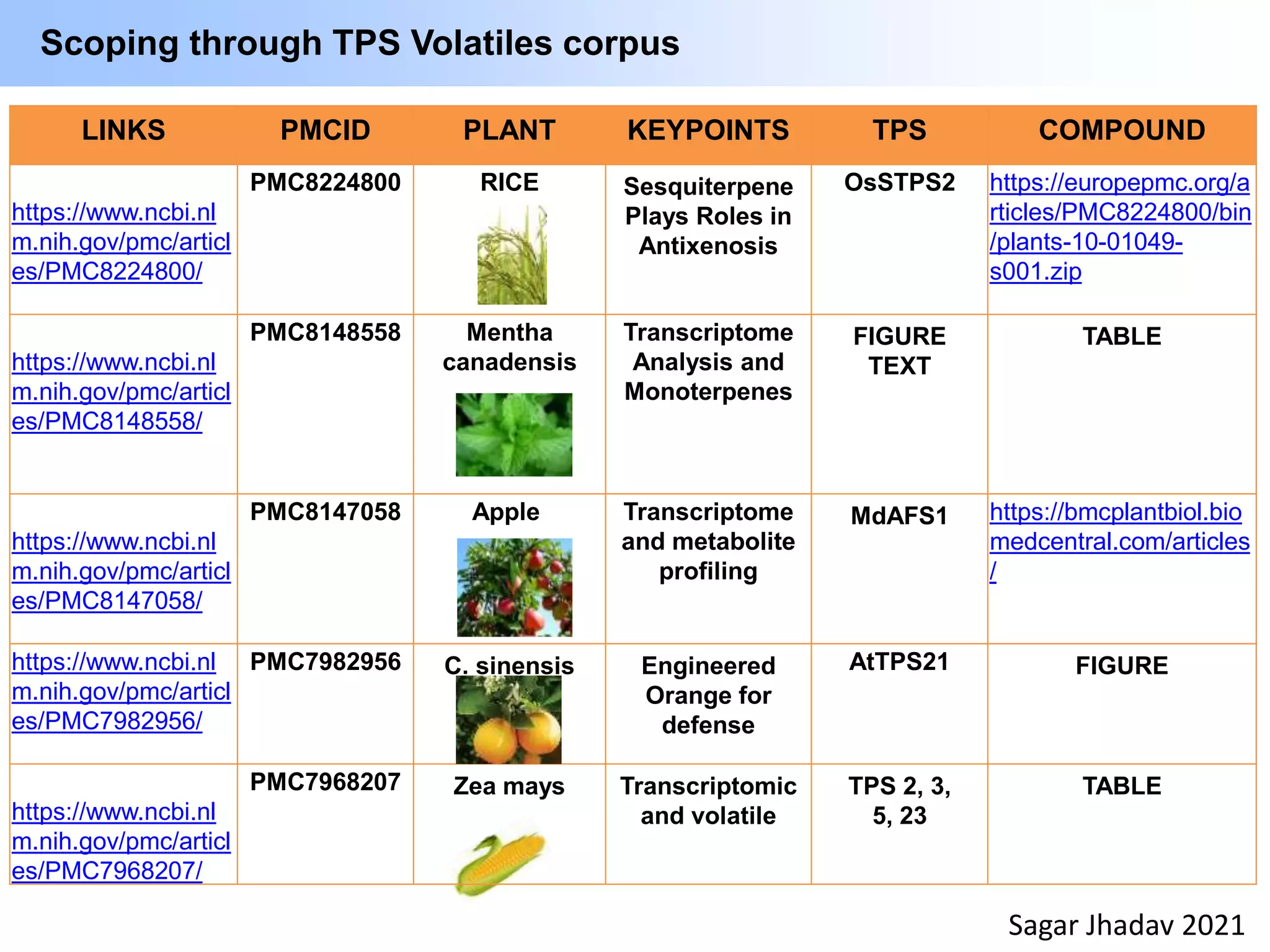 LINKS PMCID PLANT KEYPOINTS TPS COMPOUND
https://www.ncbi.nl
m.nih.gov/pmc/articl
es/PMC8224800/
PMC8224800 RICE Sesquiterpene
Plays Roles in
Antixenosis
OsSTPS2 https://europepmc.org/a
rticles/PMC8224800/bin
/plants-10-01049-
s001.zip
https://www.ncbi.nl
m.nih.gov/pmc/articl
es/PMC8148558/
PMC8148558 Mentha
canadensis
Transcriptome
Analysis and
Monoterpenes
FIGURE
TEXT
TABLE
https://www.ncbi.nl
m.nih.gov/pmc/articl
es/PMC8147058/
PMC8147058 Apple Transcriptome
and metabolite
profiling
MdAFS1 https://bmcplantbiol.bio
medcentral.com/articles
/
https://www.ncbi.nl
m.nih.gov/pmc/articl
es/PMC7982956/
PMC7982956 C. sinensis Engineered
Orange for
defense
AtTPS21 FIGURE
https://www.ncbi.nl
m.nih.gov/pmc/articl
es/PMC7968207/
PMC7968207 Zea mays Transcriptomic
and volatile
TPS 2, 3,
5, 23
TABLE
Scoping through TPS Volatiles corpus
Sagar Jhadav 2021
 