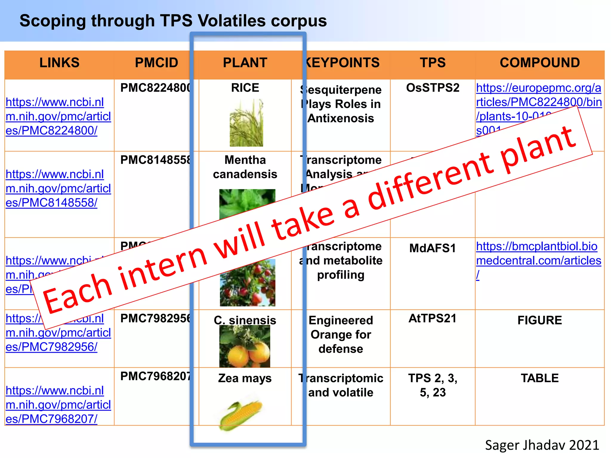 LINKS PMCID PLANT KEYPOINTS TPS COMPOUND
https://www.ncbi.nl
m.nih.gov/pmc/articl
es/PMC8224800/
PMC8224800 RICE Sesquiterpene
Plays Roles in
Antixenosis
OsSTPS2 https://europepmc.org/a
rticles/PMC8224800/bin
/plants-10-01049-
s001.zip
https://www.ncbi.nl
m.nih.gov/pmc/articl
es/PMC8148558/
PMC8148558 Mentha
canadensis
Transcriptome
Analysis and
Monoterpenes
FIGURE
TEXT
TABLE
https://www.ncbi.nl
m.nih.gov/pmc/articl
es/PMC8147058/
PMC8147058 Apple Transcriptome
and metabolite
profiling
MdAFS1 https://bmcplantbiol.bio
medcentral.com/articles
/
https://www.ncbi.nl
m.nih.gov/pmc/articl
es/PMC7982956/
PMC7982956 C. sinensis Engineered
Orange for
defense
AtTPS21 FIGURE
https://www.ncbi.nl
m.nih.gov/pmc/articl
es/PMC7968207/
PMC7968207 Zea mays Transcriptomic
and volatile
TPS 2, 3,
5, 23
TABLE
Scoping through TPS Volatiles corpus
Sager Jhadav 2021
 