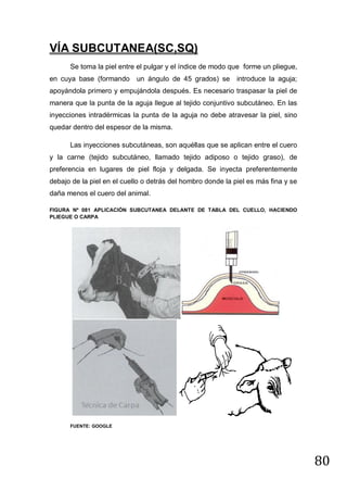 VÍA SUBCUTANEA(SC,SQ)
Se toma la piel entre el pulgar y el índice de modo que forme un pliegue,
en cuya base (formando

un ángulo de 45 grados) se

introduce la aguja;

apoyándola primero y empujándola después. Es necesario traspasar la piel de
manera que la punta de la aguja llegue al tejido conjuntivo subcutáneo. En las
inyecciones intradérmicas la punta de la aguja no debe atravesar la piel, sino
quedar dentro del espesor de la misma.
Las inyecciones subcutáneas, son aquéllas que se aplican entre el cuero
y la carne (tejido subcutáneo, llamado tejido adiposo o tejido graso), de
preferencia en lugares de piel floja y delgada. Se inyecta preferentemente
debajo de la piel en el cuello o detrás del hombro donde la piel es más fina y se
daña menos el cuero del animal.
FIGURA Nº 081 APLICACIÓN SUBCUTANEA DELANTE DE TABLA DEL CUELLO, HACIENDO
PLIEGUE O CARPA

FUENTE: GOOGLE

80

 