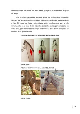 la inmovilización del animal. La zona donde se inyecta se muestra en la figura
de abajo.
Los músculos pectorales, situados entre las extremidades anteriores
también son aptos para recibir grandes volúmenes de fármaco. Generalmente
a las 24 horas de haber administrado algún medicamento por la vía
intramuscular en la zona de los músculos pectorales suele aparecer edema en
dicha zona, pero no representa ningún problema. La zona donde se inyecta se
muestra en la figura de abajo.
FIGURA Nº 088LUGARES DE APLICACIÓN: VÍA INTRAMUSCULAR

FUENTE: GOOGLE

FIGURA Nº 089 APLICACIÓN EN LA TABLA DEL CUELLO

FUENTE: GOOGLE

87

 