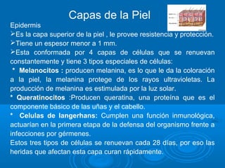 Capas de la Piel
Epidermis
Es la capa superior de la piel , le provee resistencia y protección.
Tiene un espesor menor a 1 mm.
Esta conformada por 4 capas de células que se renuevan
constantemente y tiene 3 tipos especiales de células:
* Melanocitos : producen melanina, es lo que le da la coloración
a la piel, la melanina protege de los rayos ultravioletas. La
producción de melanina es estimulada por la luz solar.
* Queratinocitos :Producen queratina, una proteína que es el
componente básico de las uñas y el cabello.
* Celulas de langerhans: Cumplen una función inmunológica,
actuarían en la primera etapa de la defensa del organismo frente a
infecciones por gérmenes.
Estos tres tipos de células se renuevan cada 28 días, por eso las
heridas que afectan esta capa curan rápidamente.
 