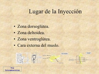 Lugar de la Inyección
• Zona dorsoglútea.
• Zona deltoidea.
• Zona ventroglútea.
• Cara externa del muslo.
Vía
Intramuscular
 