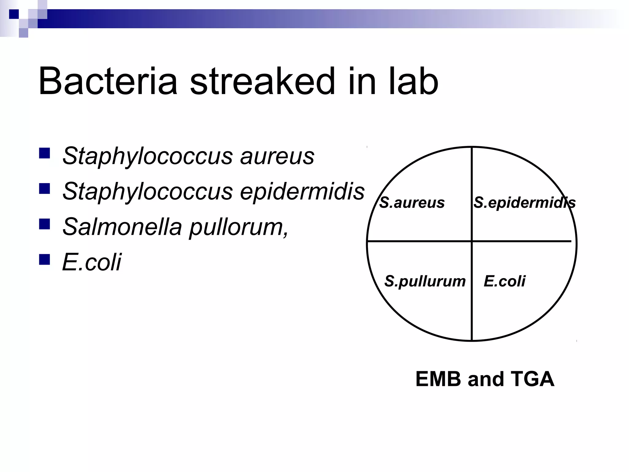 Bacteria streaked in lab
 Staphylococcus aureus
 Staphylococcus epidermidis
 Salmonella pullorum,
 E.coli
EMB and TGA
S.aureus
S.pullurum
S.epidermidis
E.coli
 