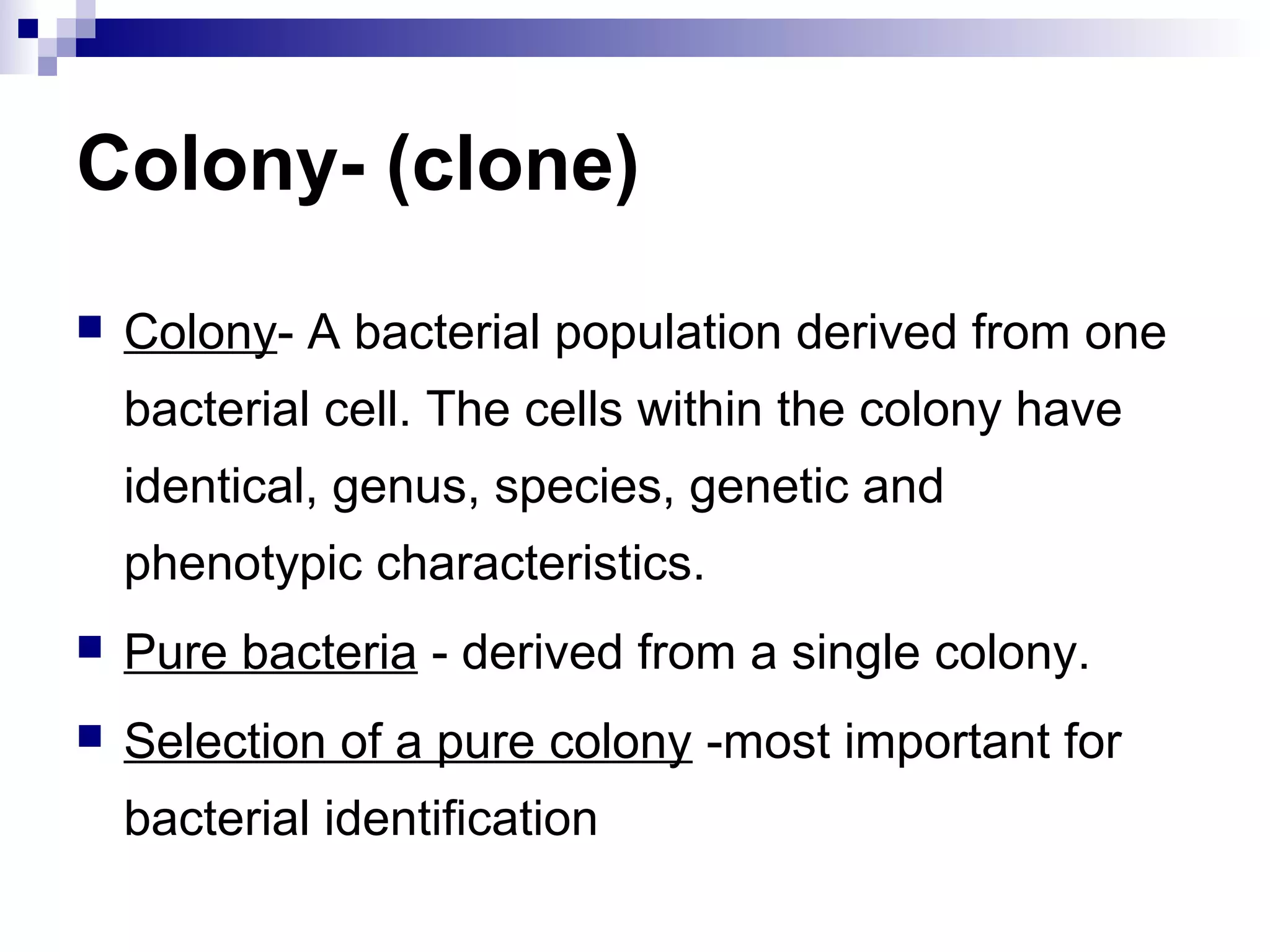 Colony- (clone)
 Colony- A bacterial population derived from one
bacterial cell. The cells within the colony have
identical, genus, species, genetic and
phenotypic characteristics.
 Pure bacteria - derived from a single colony.
 Selection of a pure colony -most important for
bacterial identification
 
