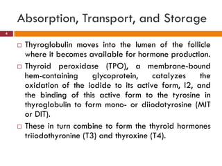  Thyroglobulin moves into the lumen of the follicle
where it becomes available for hormone production.
 Thyroid peroxidase (TPO), a membrane-bound
hem-containing glycoprotein, catalyzes the
oxidation of the iodide to its active form, I2, and
the binding of this active form to the tyrosine in
thyroglobulin to form mono- or diiodotyrosine (MIT
or DIT).
 These in turn combine to form the thyroid hormones
triiodothyronine (T3) and thyroxine (T4).
Absorption, Transport, and Storage
4
 
