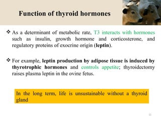 Function of thyroid hormones
 As a determinant of metabolic rate, T3 interacts with hormones
such as insulin, growth hormone and corticosterone, and
regulatory proteins of exocrine origin (leptin).
 For example, leptin production by adipose tissue is induced by
thyrotrophic hormones and controls appetite; thyroidectomy
raises plasma leptin in the ovine fetus.
In the long term, life is unsustainable without a thyroid
gland
11
 